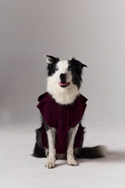 Col amovible cagoule avec capuche;${refinementColor}