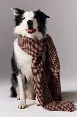 Houndstooth Pattern Scarf;${refinementColor}